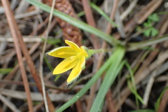 Hypoxis wrightii