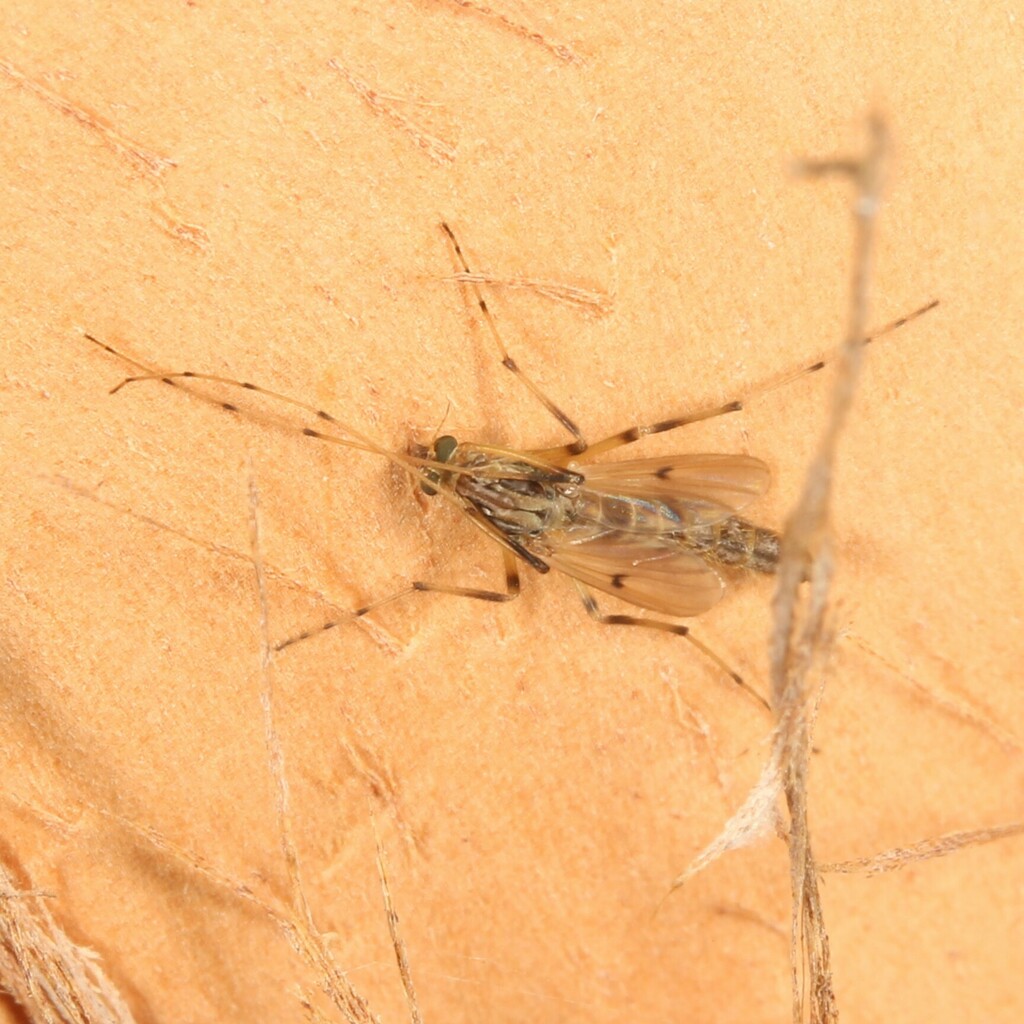 Chironomus nepeanensis