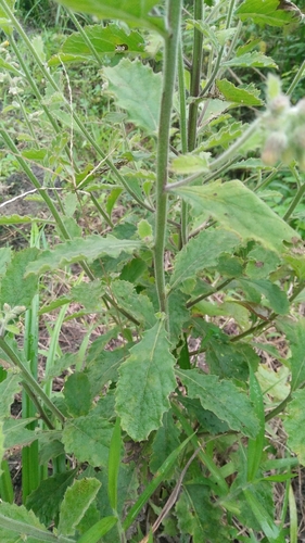 Blumea oblongifolia iNat (2)