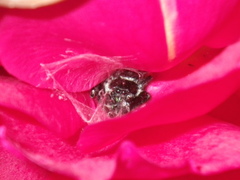 Phidippus audax