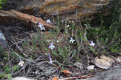 Lobelia dichroma
