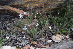 Lobelia dichroma