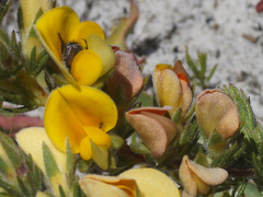 Aspalathus linguiloba