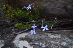 Lobelia dichroma