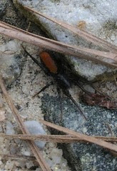 Castianeira descripta