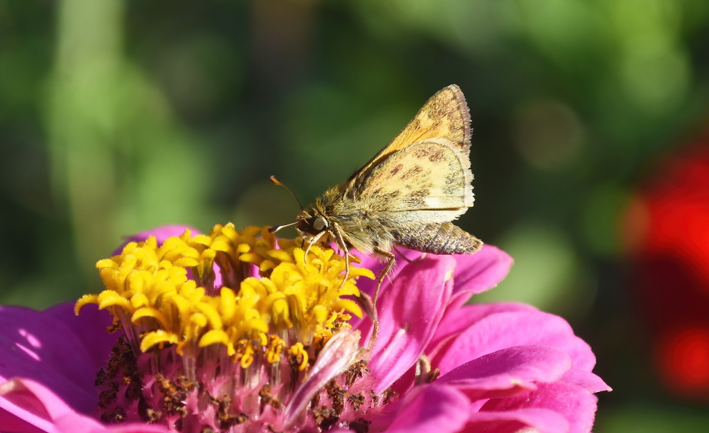 Field Skipper from College Place, WA, USA on October 13, 2023 at 03:53 ...