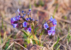 Pulmonaria angustifolia