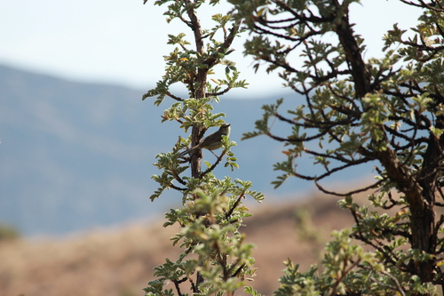 Drakensberg Prinia (Prinia hypoxantha), photo 8