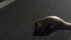 Manis pentadactyla pentadactyla