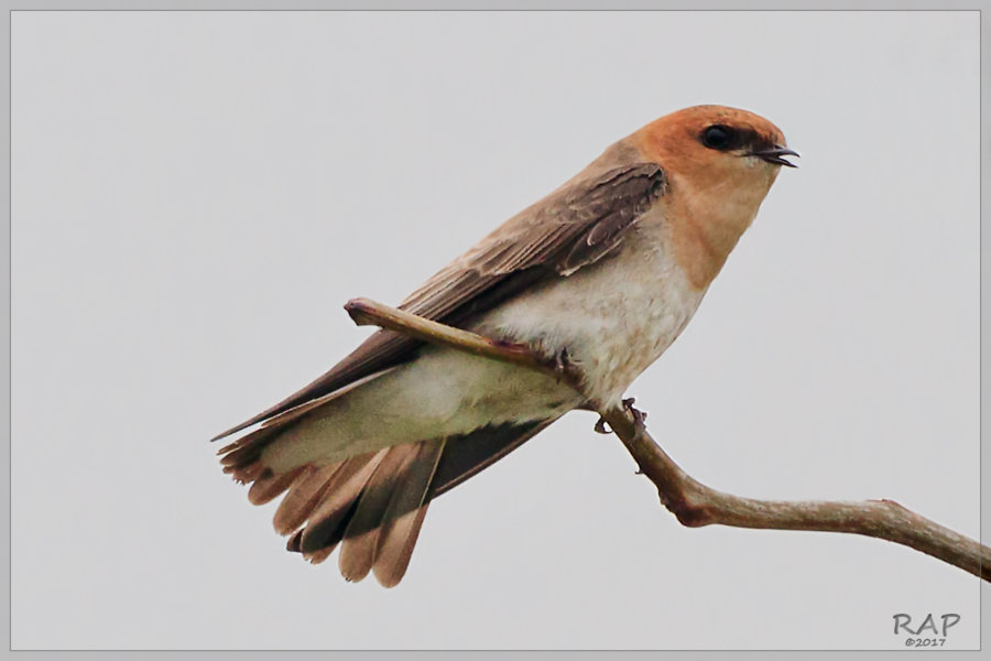 Tawny-headed Swallow photo