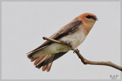 Tawny-Headed Swallow photo 5