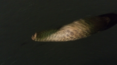 Manis pentadactyla pentadactyla