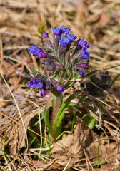 Pulmonaria angustifolia