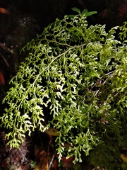 Hymenophyllum pulcherrimum image