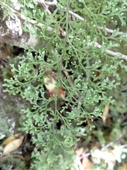 Hymenophyllum pulcherrimum image
