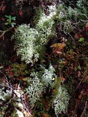 Hymenophyllum pulcherrimum image