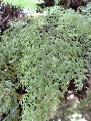 Hymenophyllum pulcherrimum image