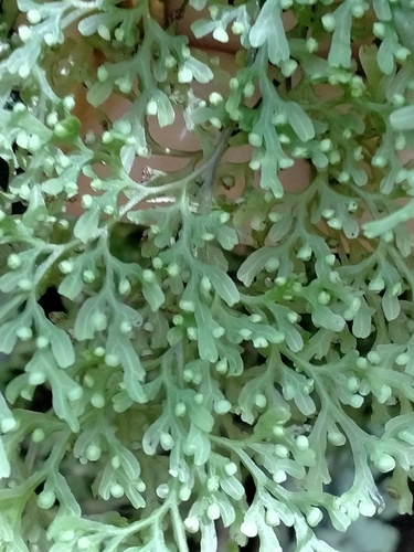 Hymenophyllum pulcherrimum image