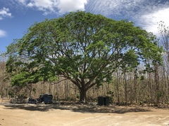 Enterolobium cyclocarpum