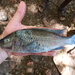 Lake Chala Tilapia - Photo (c) turnercichlid, some rights reserved (CC BY-NC), uploaded by turnercichlid