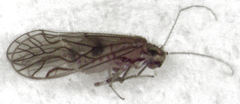 Austropsocus hyalinus