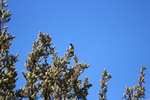 Streaky-headed Seedeater (Crithagra gularis), photo 6