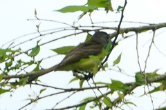 Myiarchus panamensis