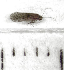 Austropsocus hyalinus