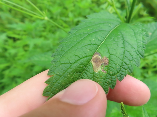 Calycomyza verbenae photo 3