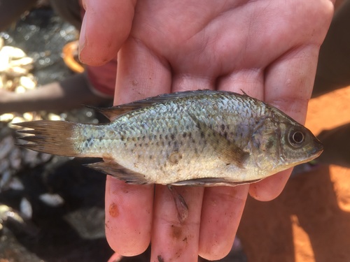 Jipe tilapia (Oreochromis jipe) — Cichlidae