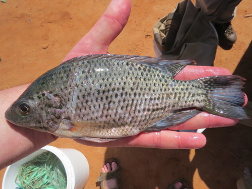 Jipe tilapia (Oreochromis jipe) — Cichlidae — 2