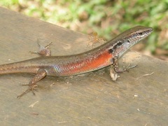 Closed-Litter Rainbow-Skink photo 1