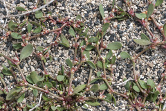 Polygonum fowleri
