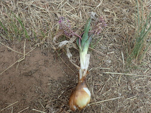 Image of Ledebouria marginata by (c) Mahomed Desai, some rights reserved (CC BY)