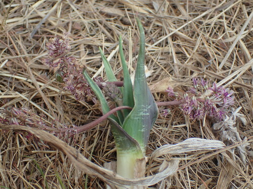 Image of Ledebouria marginata by (c) Mahomed Desai, some rights reserved (CC BY)