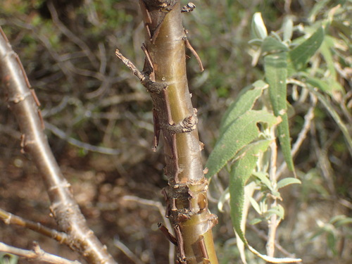 Image of Common Parsleytree (Heteromorpha arborescens) by (c) Mahomed Desai, some rights reserved (CC BY)