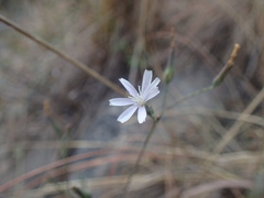 Narrow-headed lettuce (Lactuca leptocephala)