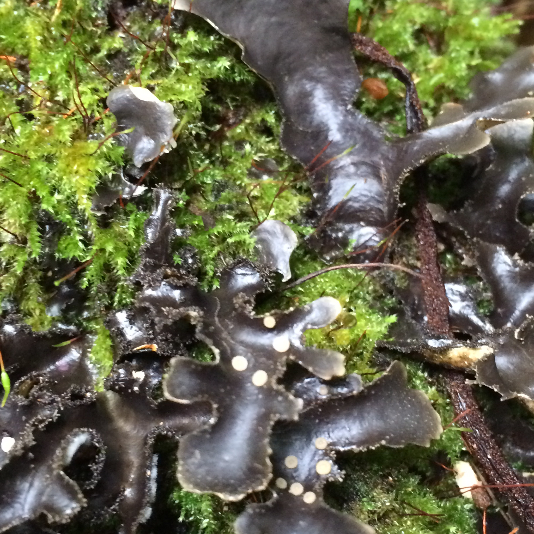 Pseudocyphellaria fimbriatoides image