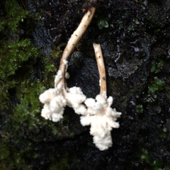 Cordyceps sinclairii