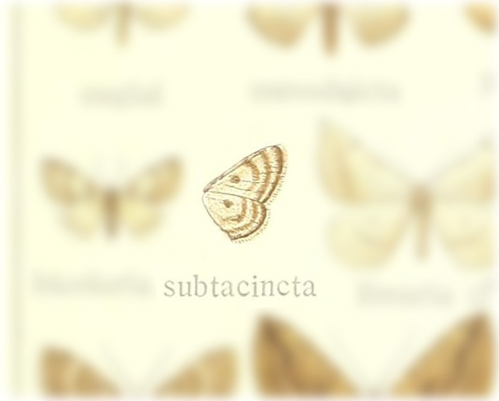 Pasiphila subcinctata