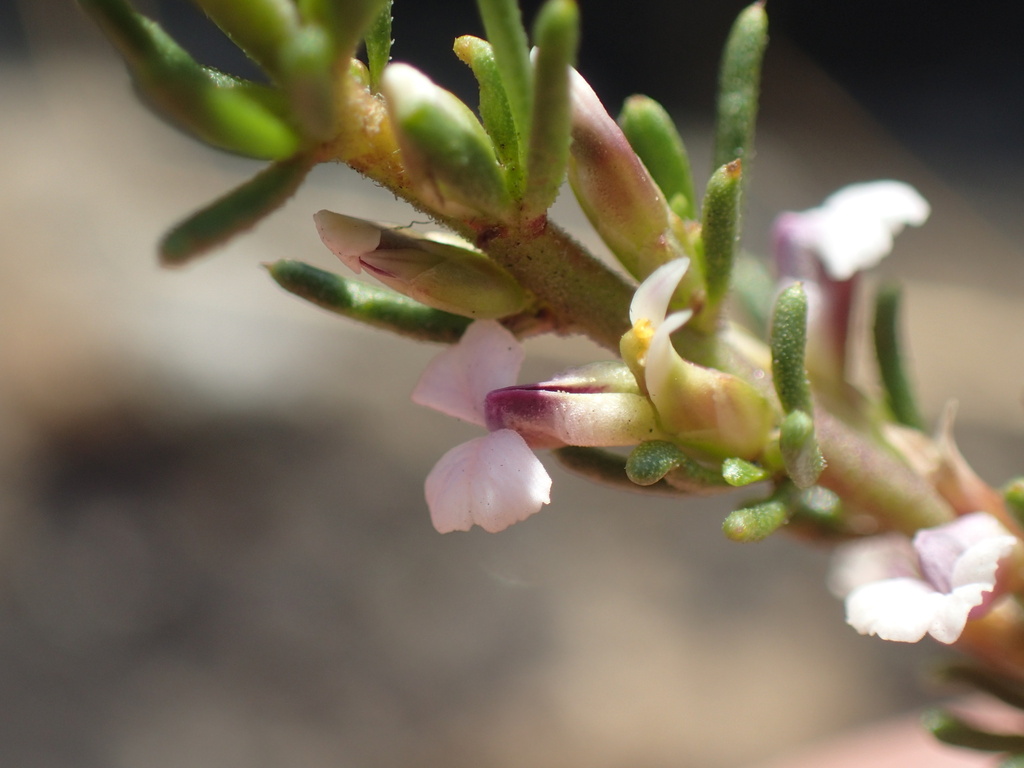 Muraltia alticola (Muraltia alticola)