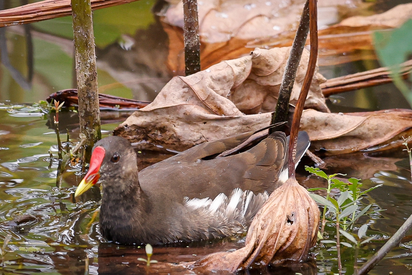 Common Moorhen