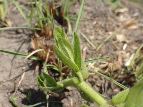 Image of Barleria monticola by (c) Mahomed Desai, some rights reserved (CC BY)