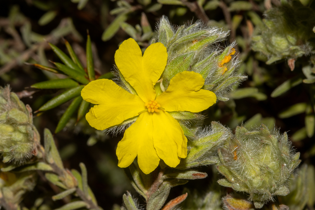 Long-hair Guinea-flower