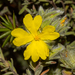 Hibbertia crinita - Photo (c) Tim Hammer,  זכויות יוצרים חלקיות (CC BY), הועלה על ידי Tim Hammer