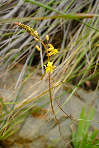 Bulbine retinens