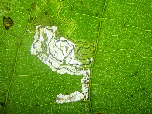 Stigmella tiliae