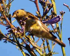 Spinus psaltria
