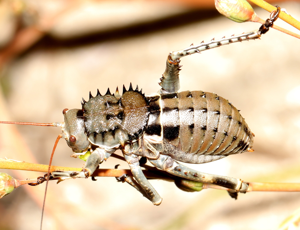 Corncrickets