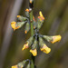 Leafless Globe-Pea - Photo (c) Steve, some rights reserved (CC BY-NC), uploaded by Steve